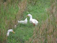 Enten &ndash; &copy; Julian Bartsch (Eberhardt TRAVEL)