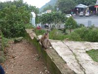 Affe am Wolkenpass &ndash; &copy; Julian Bartsch (Eberhardt TRAVEL)