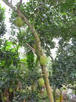 Jack-Frucht &ndash; &copy; Julian Bartsch (Eberhardt TRAVEL)