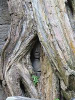 Ta Prohm &ndash; &copy; Julian Bartsch (Eberhardt TRAVEL)