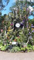 Orchideengarten Singapur &ndash; &copy; Sinah Witzig (Eberhardt TRAVEL)