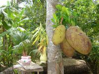 136 Jackfrucht &ndash; &copy; Ngoc Anh Nguyen (Eberhardt TRAVEL)