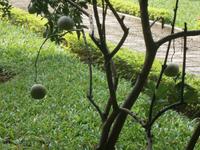 junge Pomelo-Bäume &ndash; &copy; Jens Fischer (Eberhardt TRAVEL)