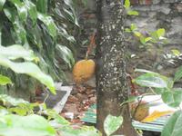 Durian - Stinkfrucht &ndash; &copy; Jens Fischer (Eberhardt TRAVEL)