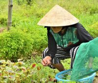 suchen der besten Kräuter &ndash; &copy; Gina Egenolf (Eberhardt TRAVEL)