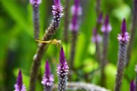 zarter Besucher &ndash; &copy; Gina Egenolf (Eberhardt TRAVEL)