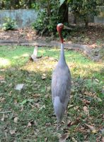 Franky ein Östlicher Saruskranich &ndash; &copy; Gina Egenolf (Eberhardt TRAVEL)