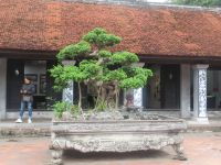 Riesen Bonsai &ndash; &copy; Marieta Beck (Eberhardt TRAVEL)
