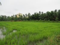Hier wächst Reis, Thanh Dong Farm, Hoi An &ndash; &copy; Marieta Beck (Eberhardt TRAVEL)
