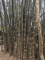 325. Cu Chi Tunnel &ndash; &copy; Teresa Rumpel (Eberhardt TRAVEL)
