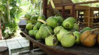 Kokosnussverarbeitung, Mekong Delta (8) &ndash; &copy; Annika Lembke (Eberhardt TRAVEL)