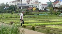 Kräuterdorf Tra Que, Zentralvietnam (5) &ndash; &copy; Annika Lembke (Eberhardt TRAVEL)