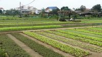 Kräuterdorf Tra Que, Zentralvietnam (6) &ndash; &copy; Annika Lembke (Eberhardt TRAVEL)