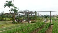 Kräuterdorf Tra Que, Zentralvietnam (8) &ndash; &copy; Annika Lembke (Eberhardt TRAVEL)