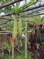 Gemüsegarten &ndash; &copy; Jürgen Müller (Eberhardt TRAVEL)