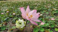 Lotosblumen - Farm &ndash; &copy; Petra Hady (Eberhardt TRAVEL)
