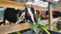 Hungrige Ziege &ndash; &copy; Petra Hady (Eberhardt TRAVEL)