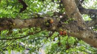 Loa Baum mit Früchte &ndash; &copy; Petra Hady (Eberhardt TRAVEL)