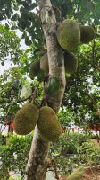 Jackfrucht &ndash; &copy; Petra Hady (Eberhardt TRAVEL)