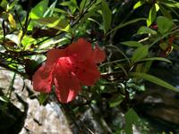 226 Rhododendron Trail.JPG &ndash; &copy; Ngoc Anh Nguyen (Eberhardt TRAVEL)