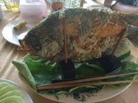 373 Elefantenohrfisch.JPG &ndash; &copy; Ngoc Anh Nguyen (Eberhardt TRAVEL)