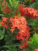 Blumen am Wegesrand