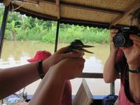 Mangroveneisvogel &ndash; &copy; Wiebke Lücker (Eberhardt TRAVEL)