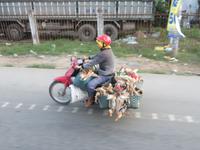 Ententransport &ndash; &copy; Wiebke Lücker (Eberhardt TRAVEL)