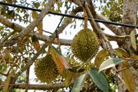 Durian - Königin der Früchte alias Stinkfrucht &ndash; &copy; Ngoc Anh Nguyen (Eberhardt TRAVEL)