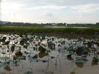 Der Lotublumenteich &ndash; &copy; Birgit Hornung (Eberhardt TRAVEL)