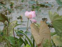 Lotusblüte &ndash; &copy; Birgit Hornung (Eberhardt TRAVEL)