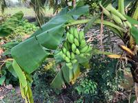Bananen &ndash; &copy; Ralf Mehnert (Eberhardt TRAVEL)