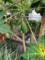 Papaya &ndash; &copy; Ralf Mehnert (Eberhardt TRAVEL)