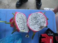 Drachenfrucht (selbst geerntet) &ndash; &copy; Dörte Dürfeld (Eberhardt TRAVEL)