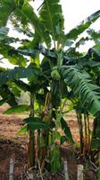 Bananen &ndash; &copy; Ksenia Parfenova (Eberhardt TRAVEL)