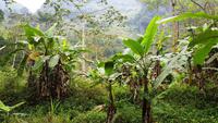 Bananen &ndash; &copy; Ksenia Parfenova (Eberhardt TRAVEL)