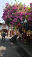 Rikschas in Hoi An &ndash; &copy; Ksenia Parfenova (Eberhardt TRAVEL)