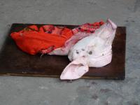 Das arme Schweinchen :-( &ndash; &copy; Vicky Kern (Eberhardt TRAVEL)