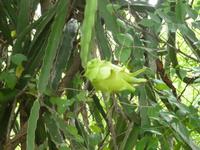 Drachenfrucht :-) &ndash; &copy; Vicky Kern (Eberhardt TRAVEL)