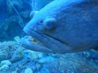 Tri Nguyen Aquarium &ndash; &copy; Vicky Kern (Eberhardt TRAVEL)