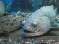 Tri Nguyen Aquarium &ndash; &copy; Vicky Kern (Eberhardt TRAVEL)