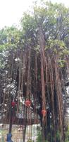 Baum am Straßenrand , Hoi An &ndash; &copy; Elena Hinz (Eberhardt TRAVEL)