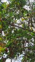 Wild wachsende Früchte im Mekong Delta &ndash; &copy; Elena Hinz (Eberhardt TRAVEL)