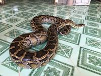Mekong Delta Vietnam Python &ndash; &copy; Sabine Letzybyll (Eberhardt TRAVEL)