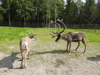 Rentiere &ndash; &copy; Sabine Letzybyll (Eberhardt TRAVEL)