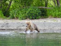 Bärentour Kamtschatka &ndash; &copy; Sabine Letzybyll (Eberhardt TRAVEL)