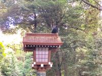 Meji Schrein Tokio &ndash; &copy; Sabine Letzybyll (Eberhardt TRAVEL)