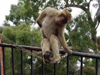 Gibraltar - die bekanntesten Bewohner  &ndash; &copy; Hans-Joachim Trutz (Eberhardt TRAVEL)