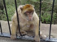Gibraltar - die bekanntesten Bewohner  &ndash; &copy; Hans-Joachim Trutz (Eberhardt TRAVEL)