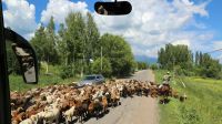 0128-Es geht los – im Land der Schafe und Hirten &ndash; &copy; Gernod Loose (Eberhardt TRAVEL)